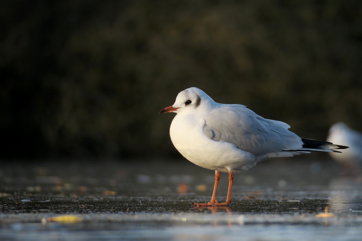 Antxeta mokogorria - ML645777474