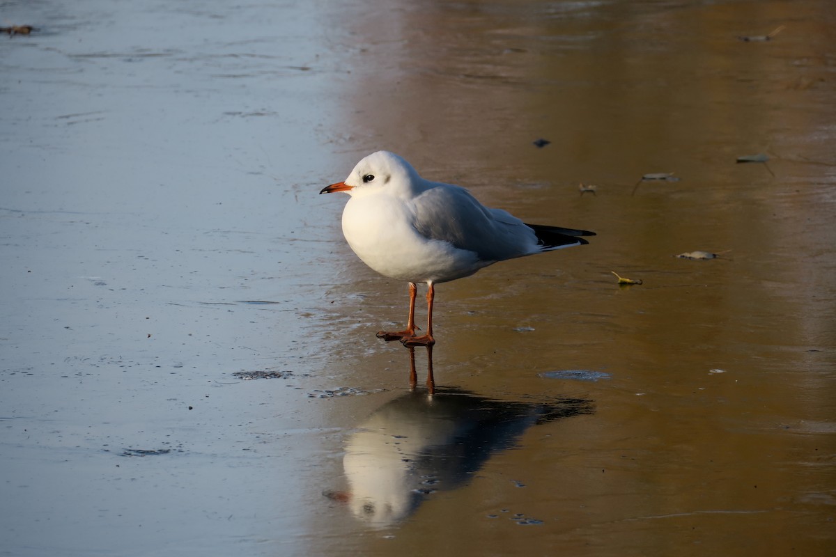 Antxeta mokogorria - ML645777475