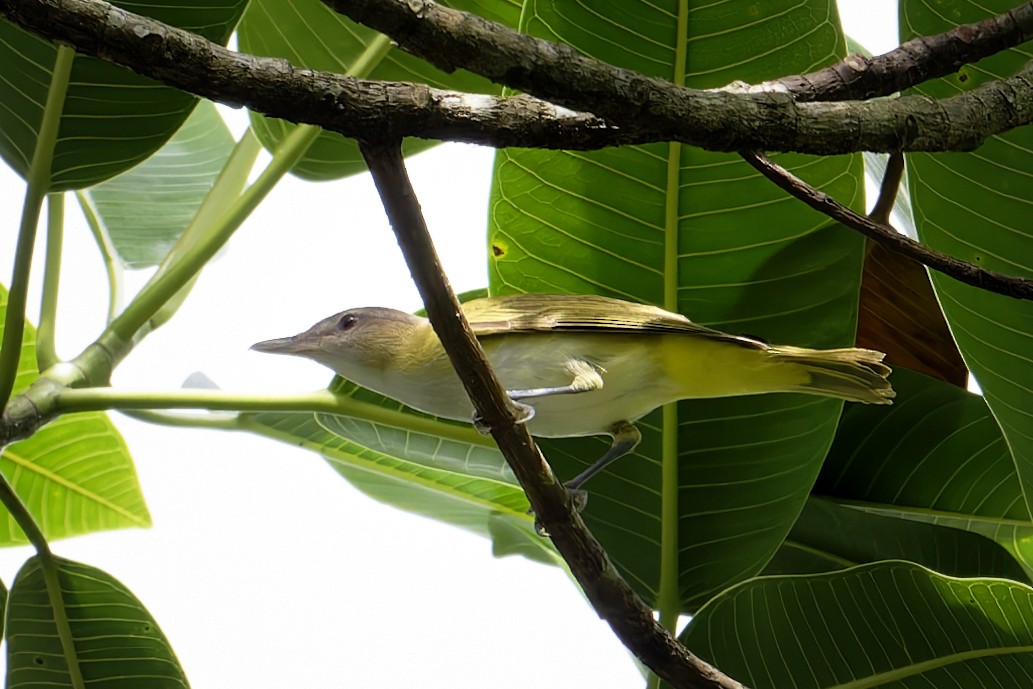 Yellow-green Vireo - ML645777476