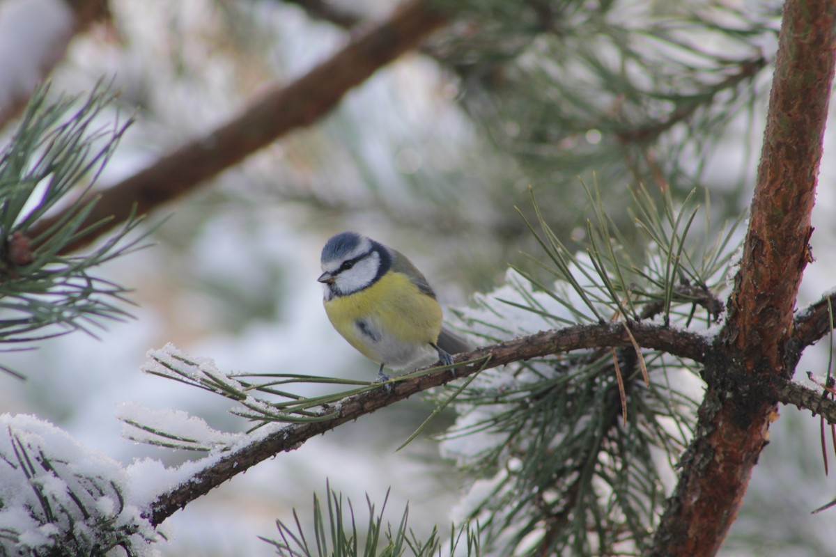 Eurasian Blue Tit - ML645777477