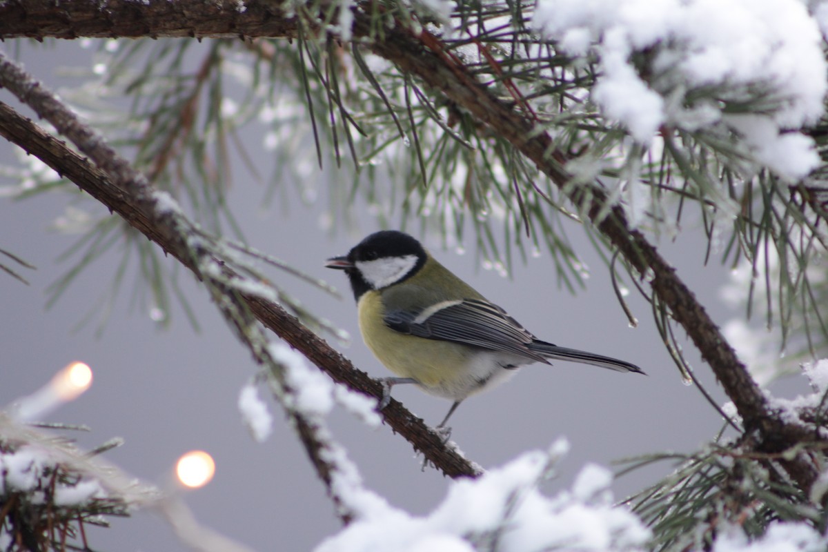 Great Tit - ML645777479