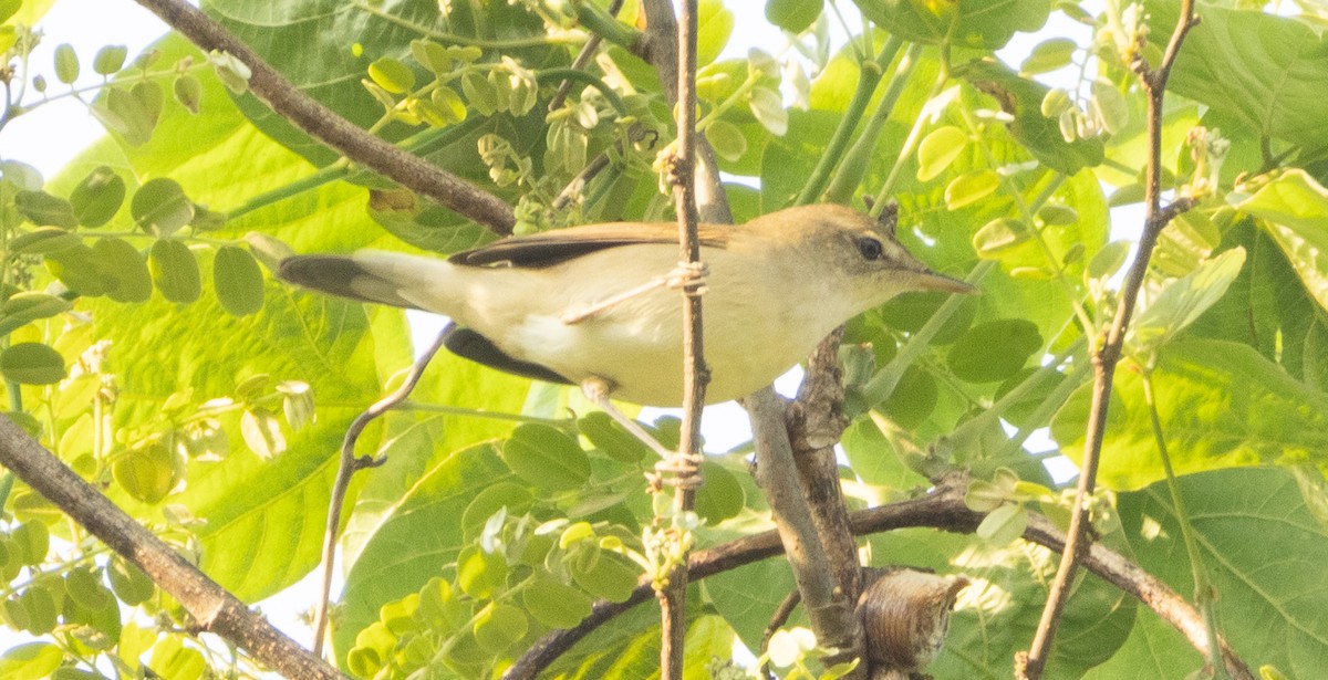 White-throated Kingfisher - ML645777480