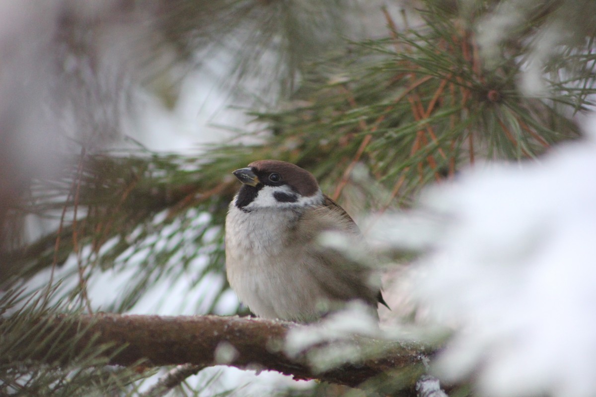 Eurasian Tree Sparrow - ML645777482