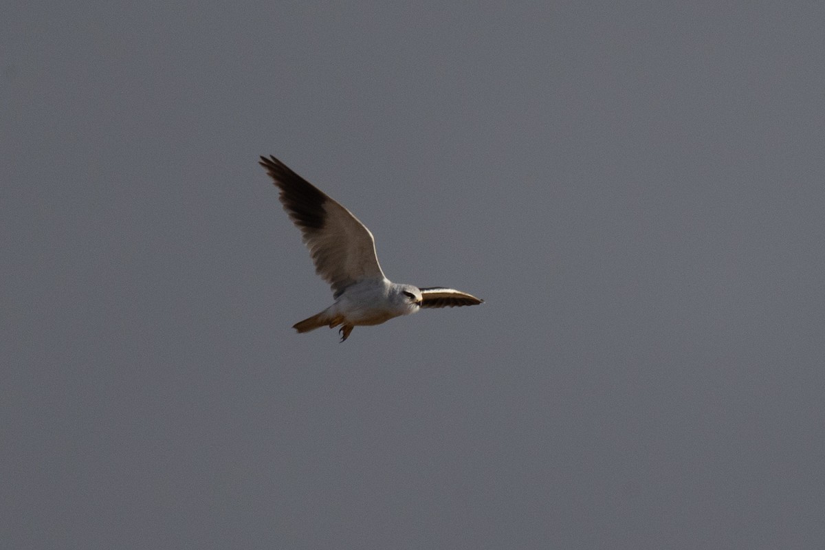 Black-winged Kite (African) - ML645777483
