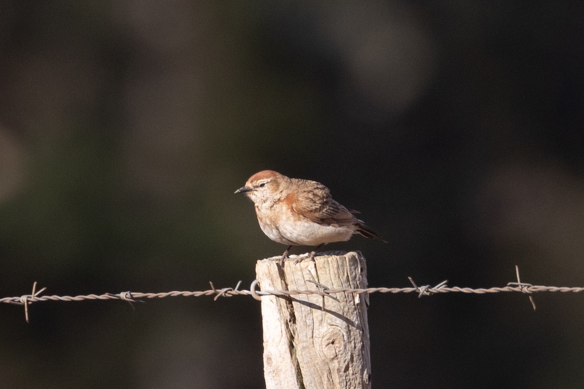 Red-capped Lark - ML645777488