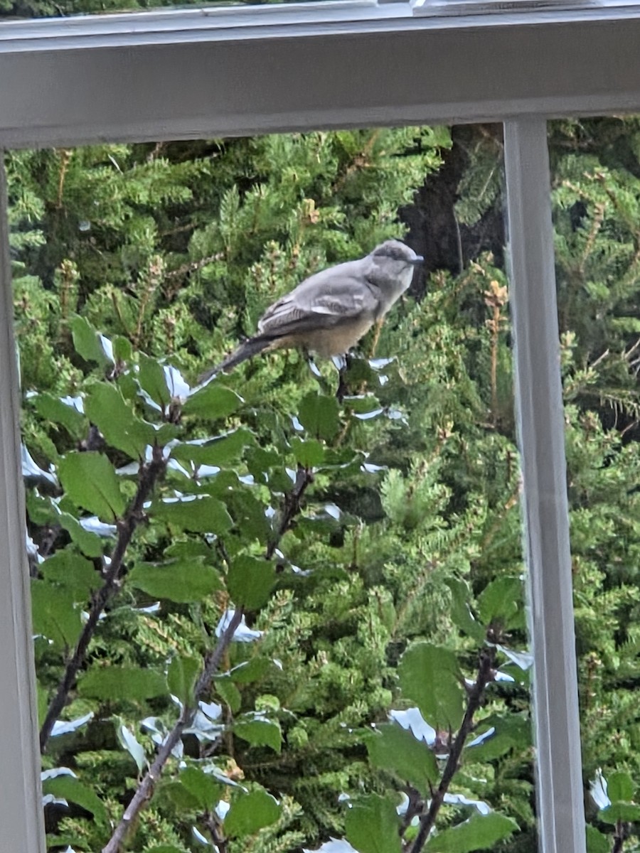 Say's Phoebe - ML645777494