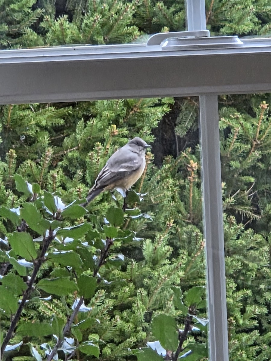 Say's Phoebe - ML645777495