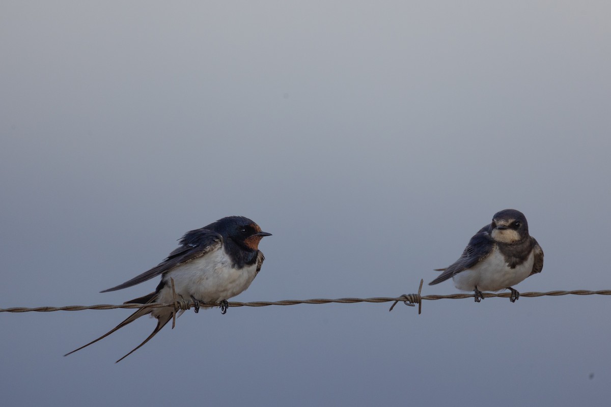 Barn Swallow (White-bellied) - ML645777496