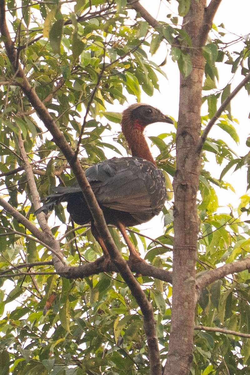 White-crested Guan - ML645777497