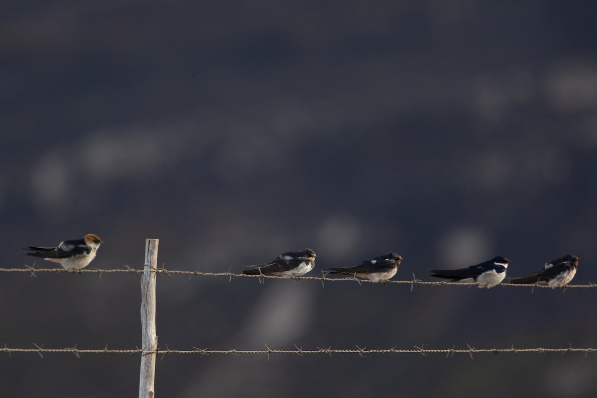 White-throated Swallow - ML645777501