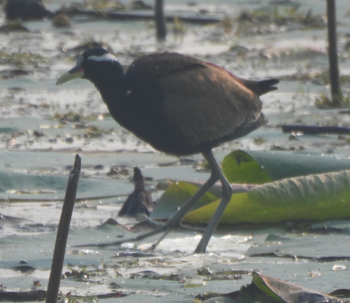 Бронзовокрылая якана - ML645777504