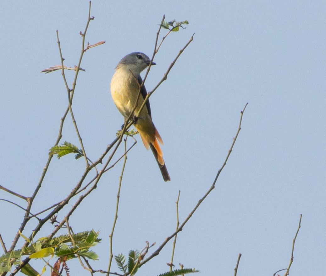 Zwergmennigvogel - ML645777505