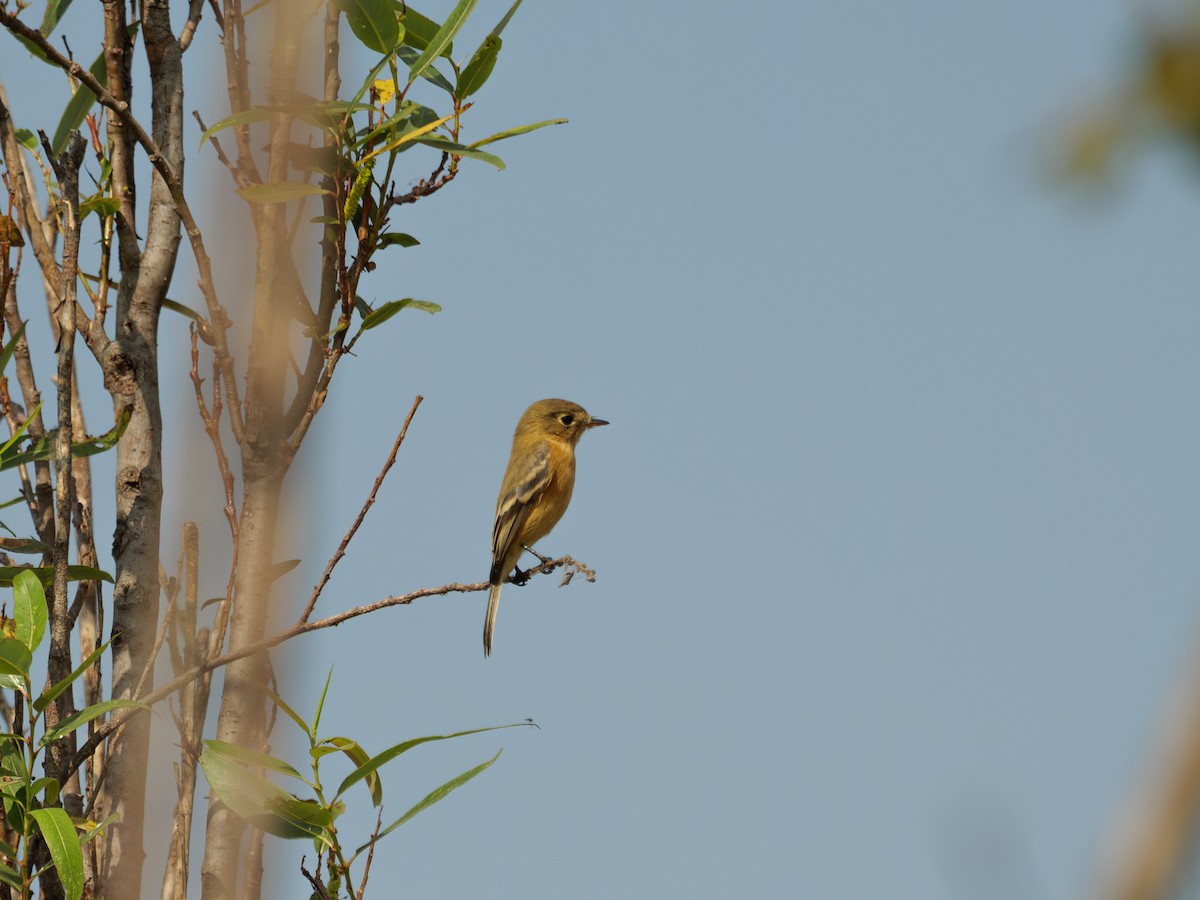 Buff-breasted Flycatcher - ML645777507
