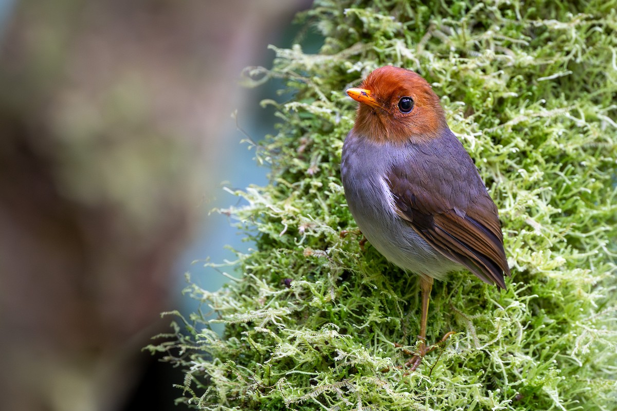 Hooded Antpitta - ML645777515