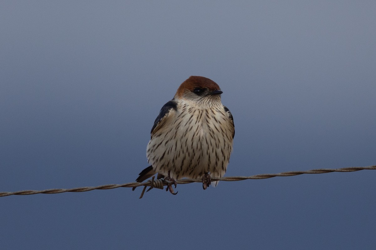 Greater Striped Swallow - ML645777516