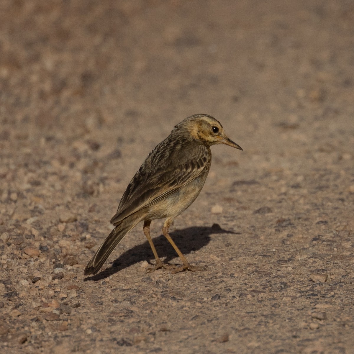 Nicholson's Pipit - ML645777521