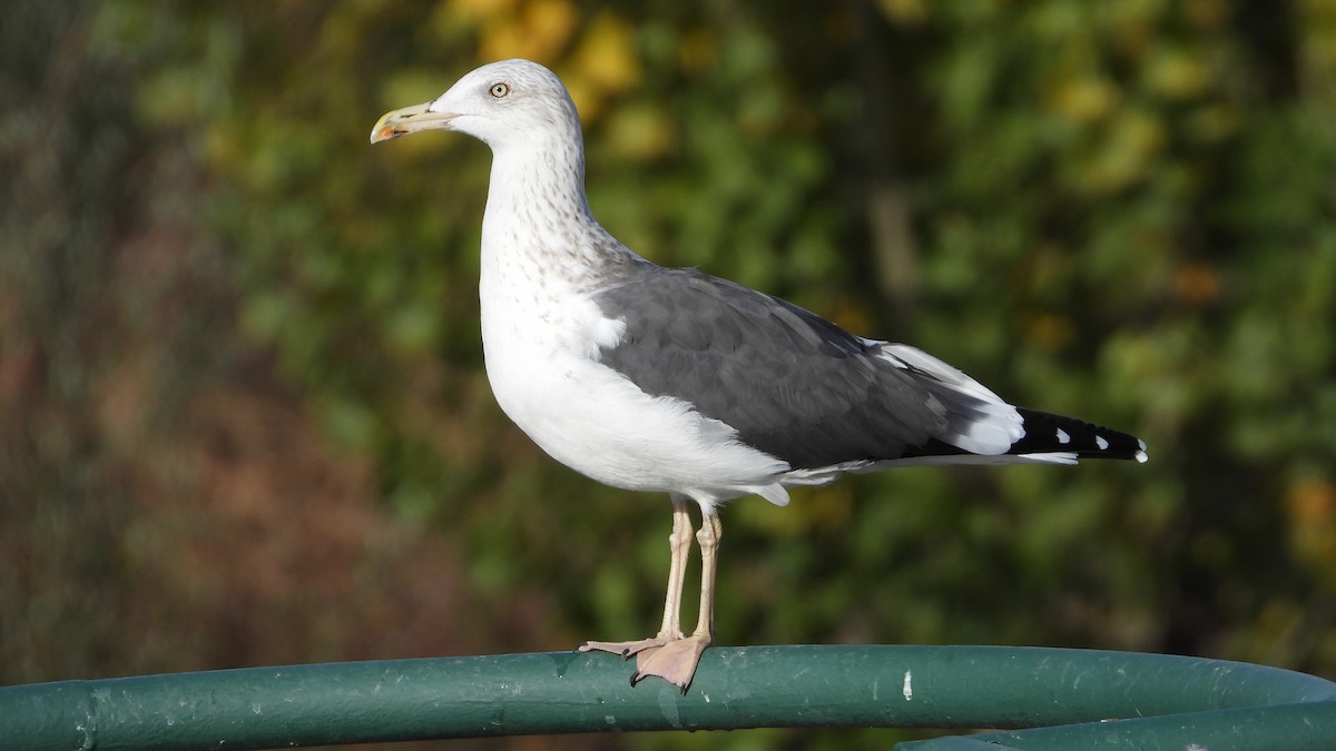 Lesser Black-backed Gull - ML645777534