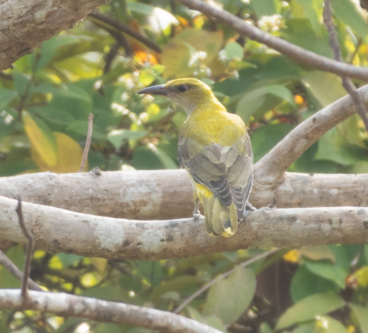 Indian Golden Oriole - ML645777551