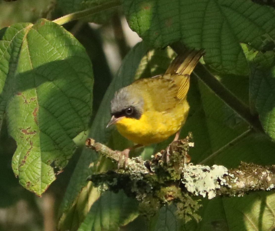 Southern Yellowthroat - ML645777571