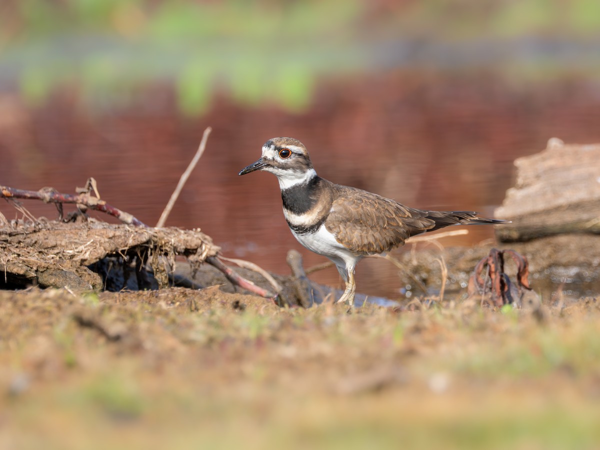 Killdeer - ML645777576
