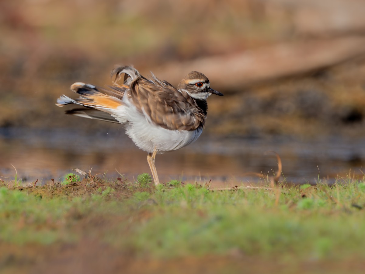 Killdeer - ML645777577