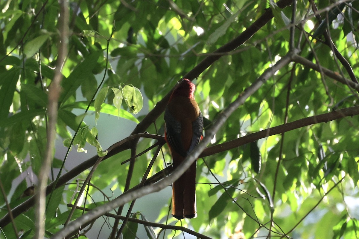 Трогон червоноголовий - ML645777586