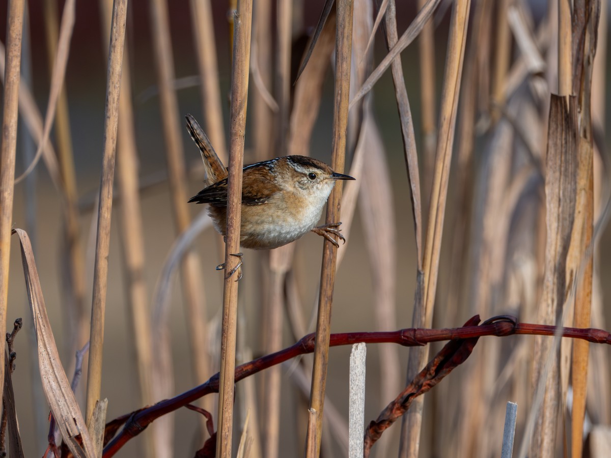 Marsh Wren - ML645777587