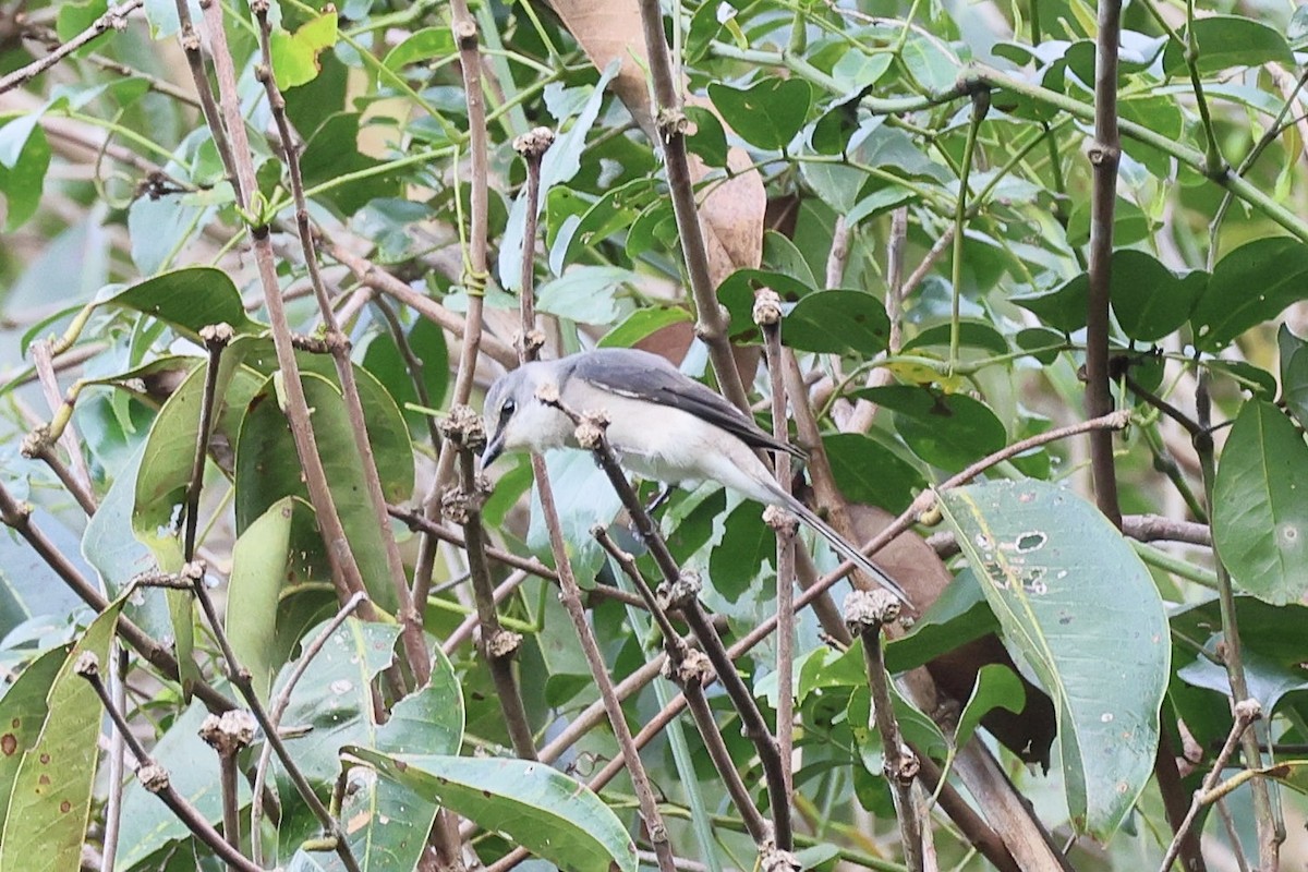 Brown-rumped Minivet - ML645777589