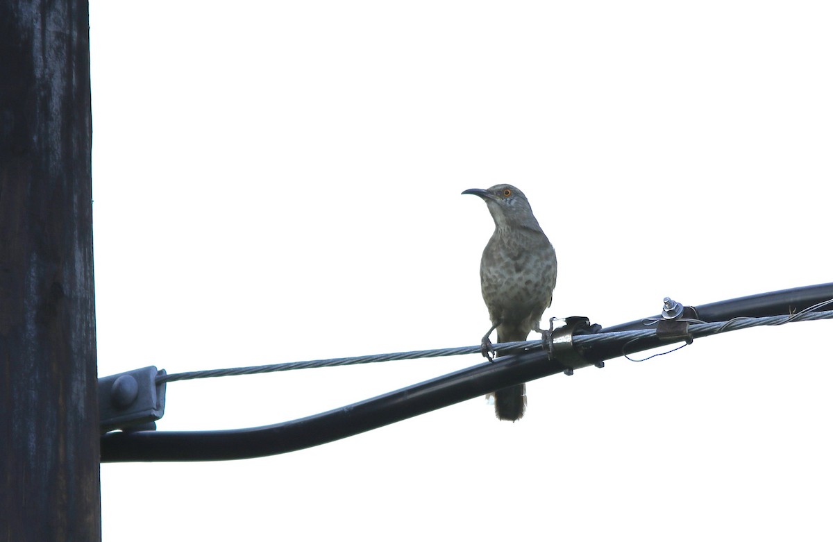 Curve-billed Thrasher - ML645777590
