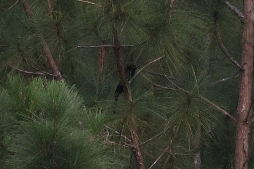 Hair-crested Drongo - ML645777591