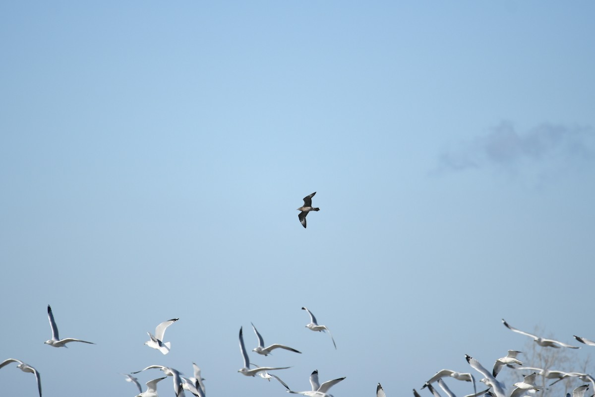 Parasitic Jaeger - ML645777592