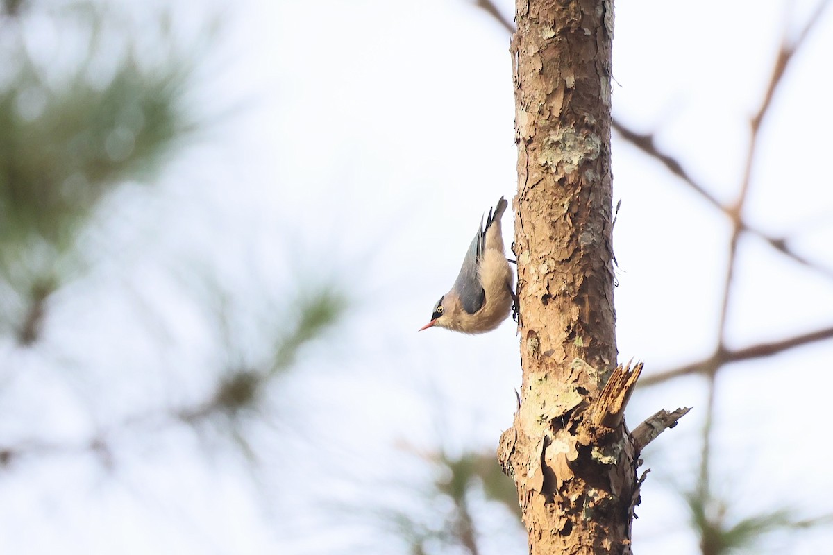 Velvet-fronted Nuthatch - ML645777594