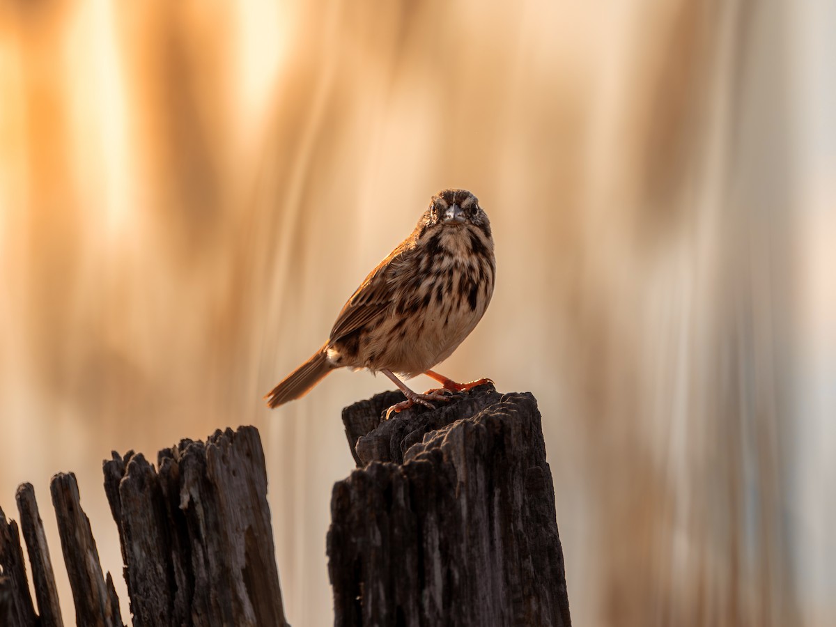 Song Sparrow - ML645777607
