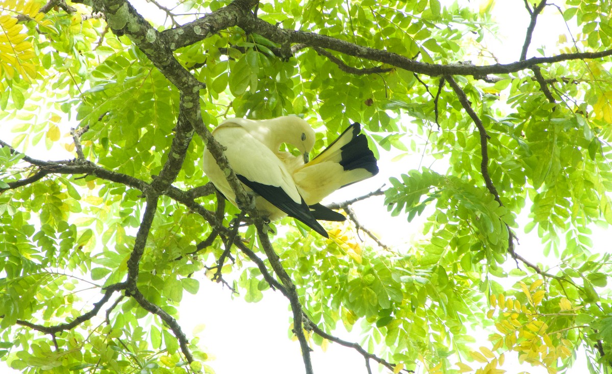 Pied Imperial-Pigeon - ML645777613