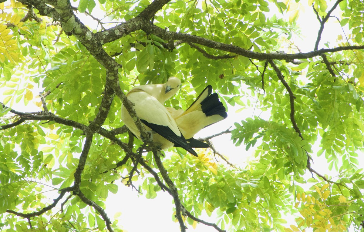 Pied Imperial-Pigeon - ML645777614