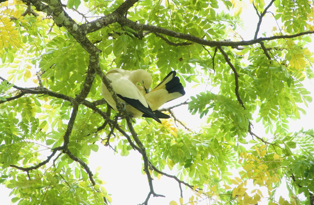 Pied Imperial-Pigeon - ML645777615