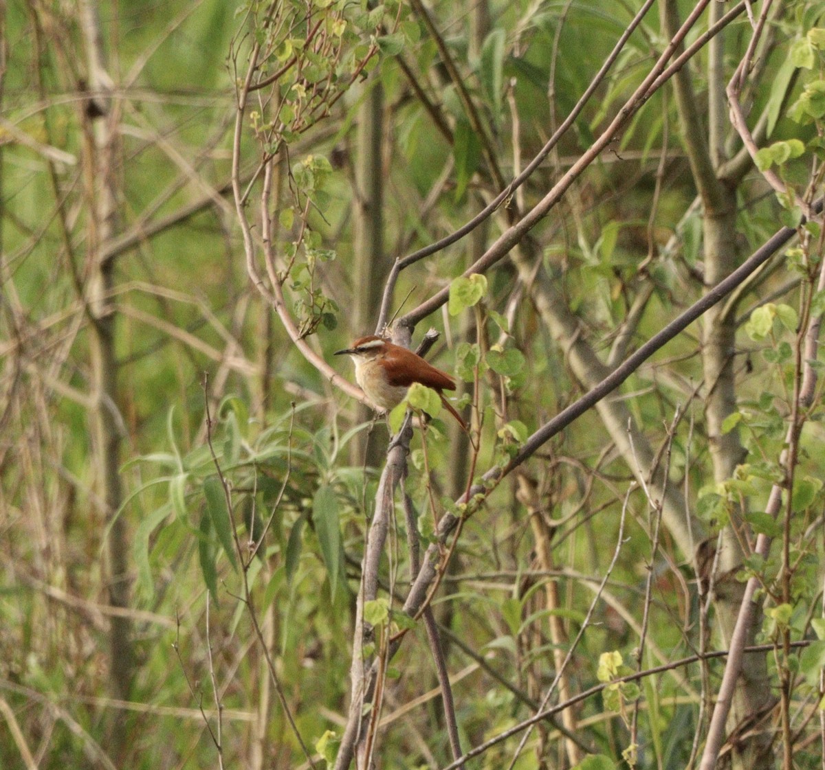 Wing-banded Hornero - ML645777617