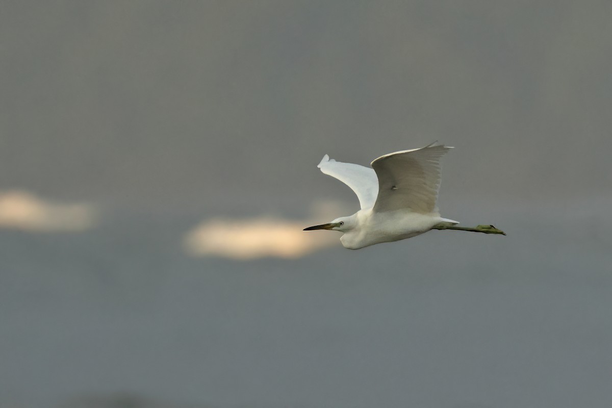 Chinese Egret - ML645777620