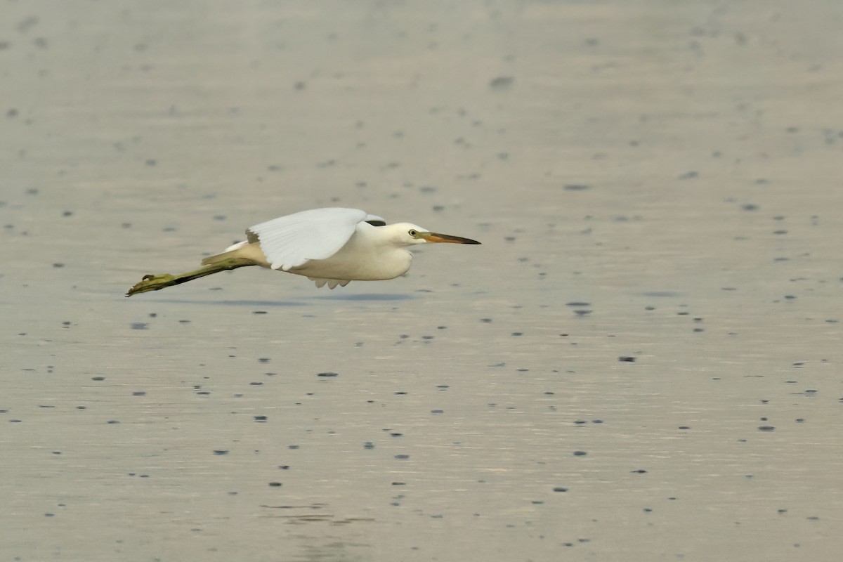 Chinese Egret - ML645777621