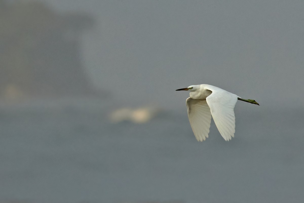 Chinese Egret - ML645777624