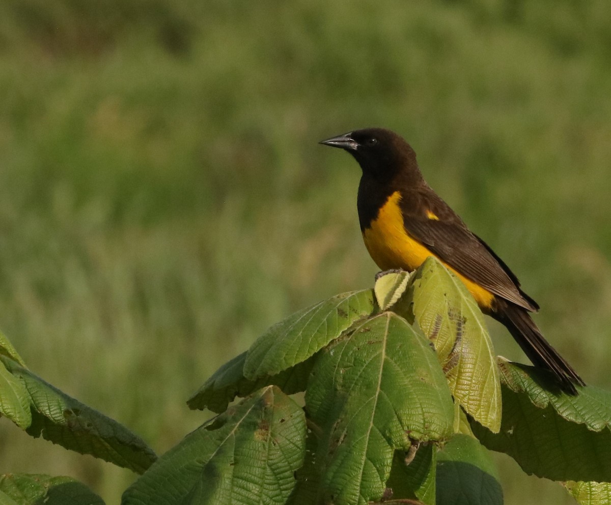 Yellow-rumped Marshbird - ML645777625