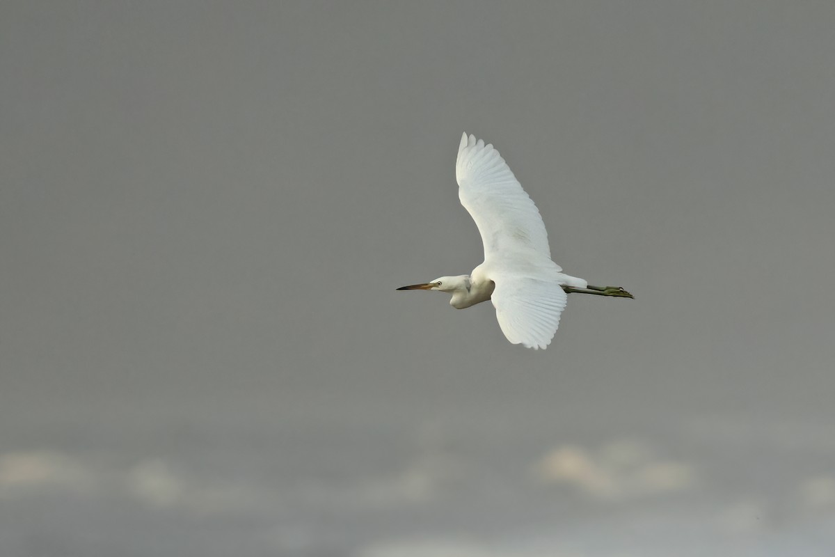 Chinese Egret - ML645777628