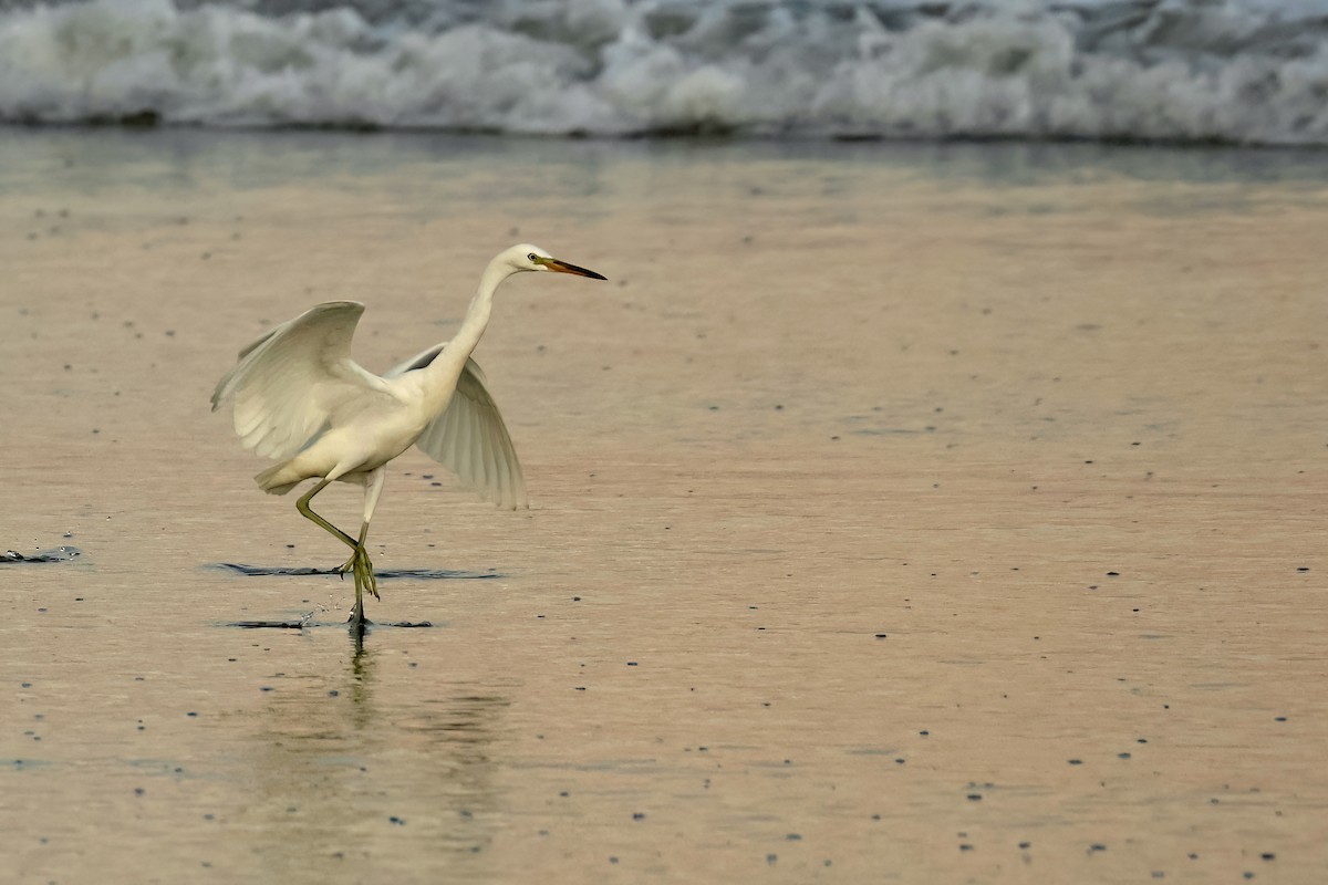 Chinese Egret - ML645777629