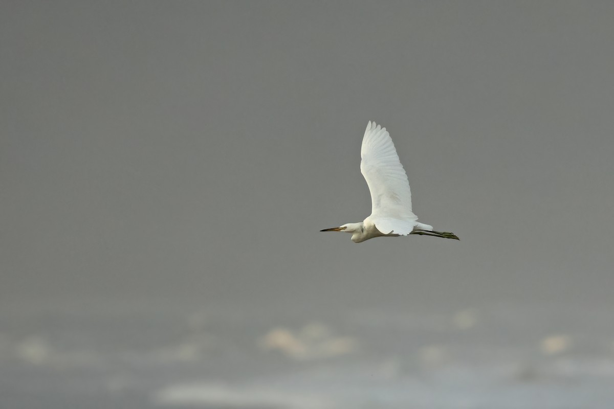 Chinese Egret - ML645777633