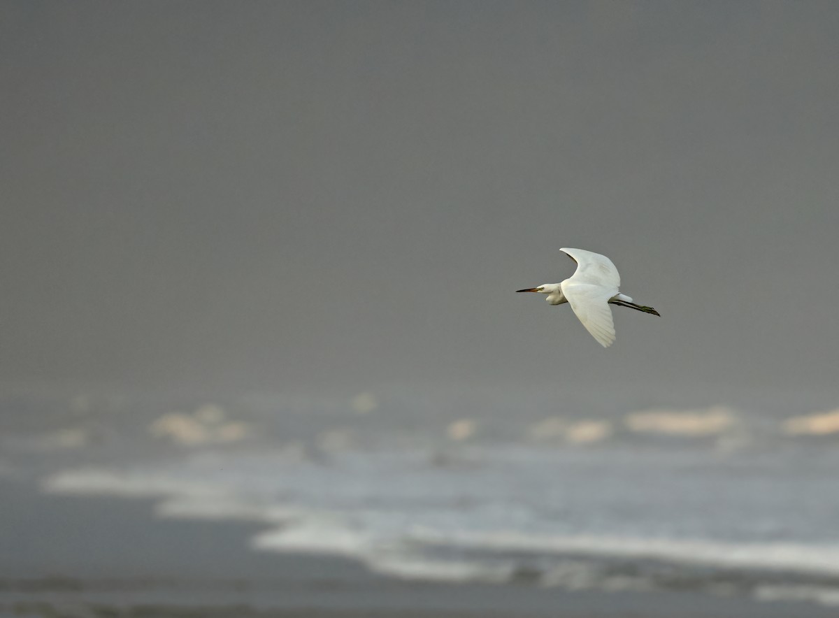 Chinese Egret - ML645777634