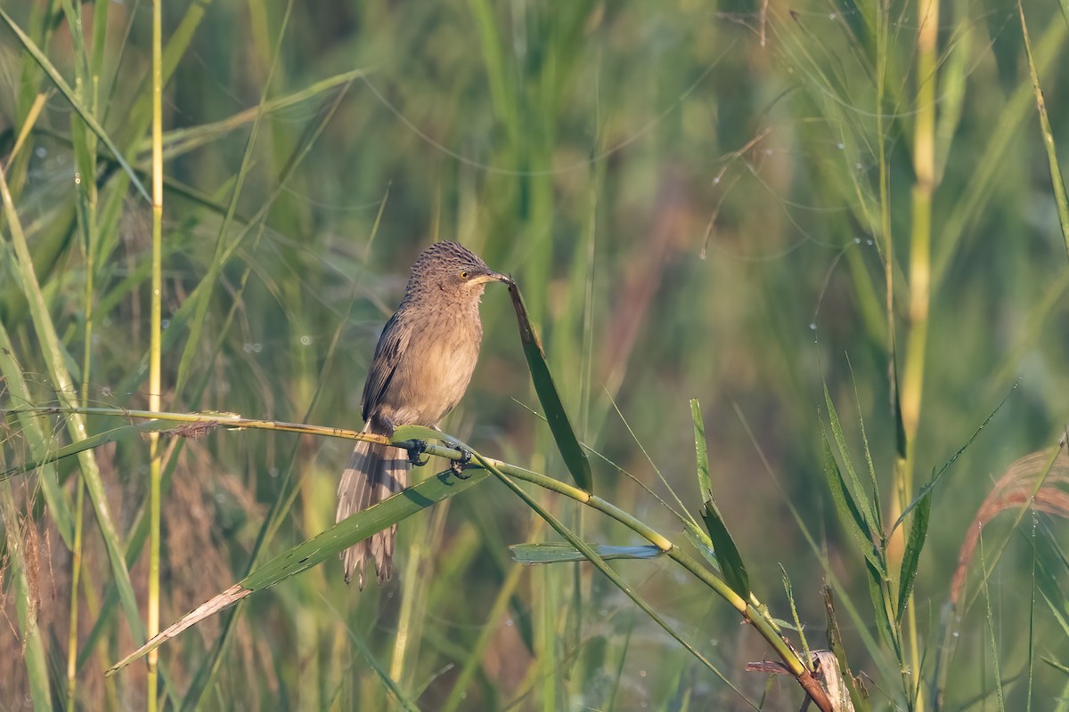Striated Babbler - ML645777635