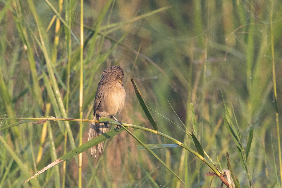 Striated Babbler - ML645777636