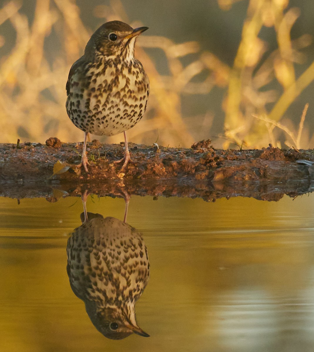 קיכלי רונן - ML645777637