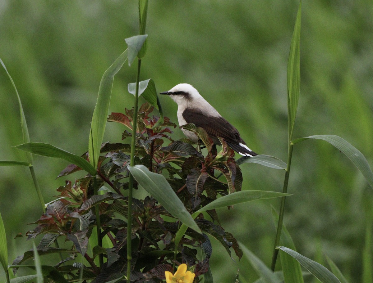Masked Water-Tyrant - ML645777639