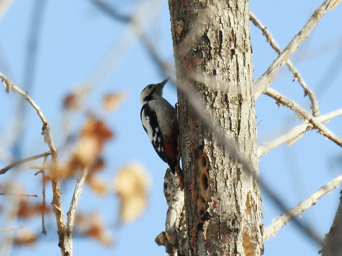 נקר סורי - ML645777640